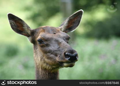 Portrait shot of a female elk (Cervus canadensis). Portr?taufnahme von einem weiblichen Wapiti (Cervus canadensis)