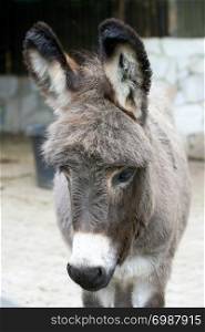 Portrait shot of a grey donkey with a white mouth . Portr?taufnahme eines grauen Esels mit wei?er Schnauze