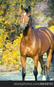 portrait sportive warmblood horse posing against yellow leaves