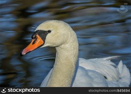 portrait swan beautiful bokeh