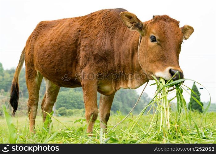 portrait the brown cow grazing the grass on the field