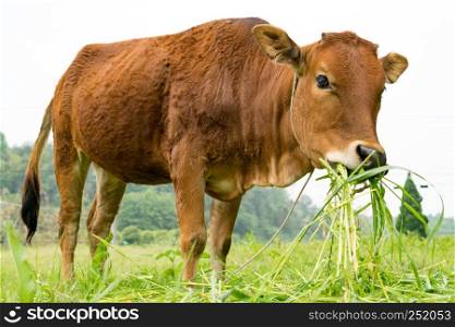 portrait the brown cow grazing the grass on the field