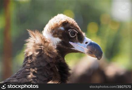 portrait vulture