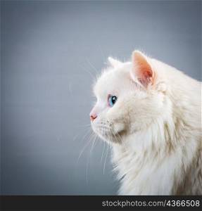 Portrait white cat on gray background