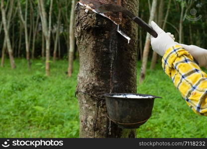 Portrait women tapping latex from a rubber tree form Thailand