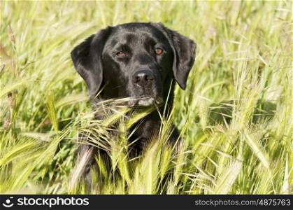 Portrat of a Labrador in long grass