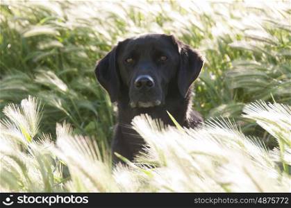 Portrat of a Labrador in long grass