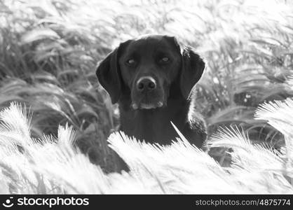 Portrat of a Labrador in long grass