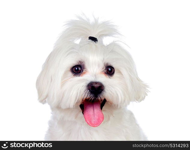 Portratit of a white dog with a pigtail Maltese bichon