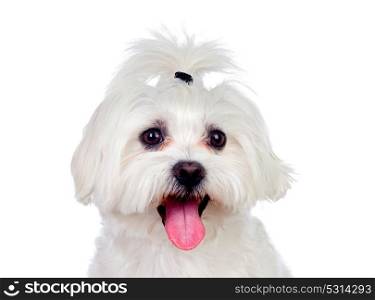 Portratit of a white dog with a pigtail Maltese bichon