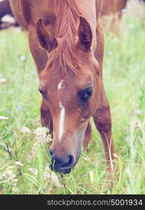 portriat of arabian foal in the field.