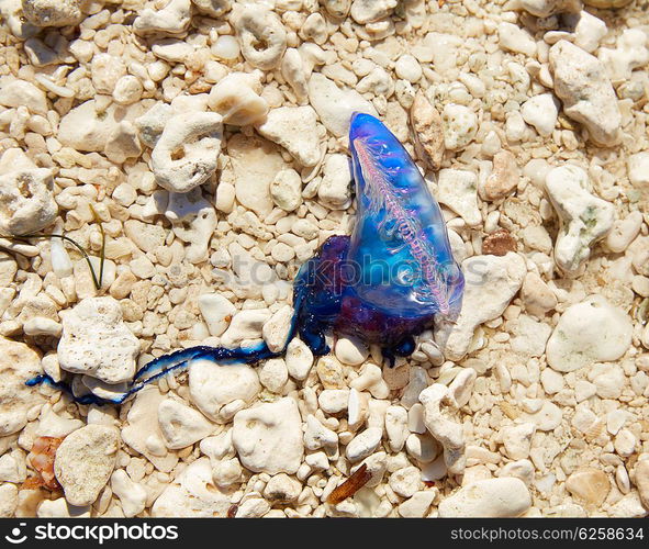 Portuguese man o war Physalia physalis dangerous jellyfish in Florida USA