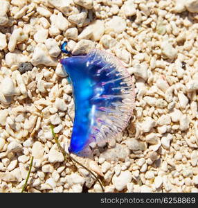 Portuguese man o war Physalia physalis dangerous jellyfish in Florida USA