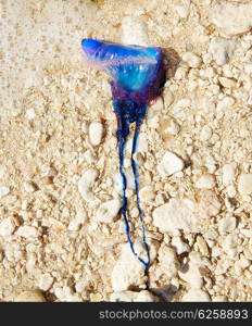 Portuguese man o war Physalia physalis dangerous jellyfish in Florida USA