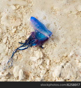 Portuguese man o war Physalia physalis dangerous jellyfish in Florida USA