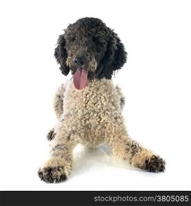 Portuguese Water Dog in front of white background