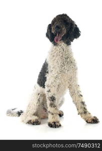 Portuguese Water Dog in front of white background