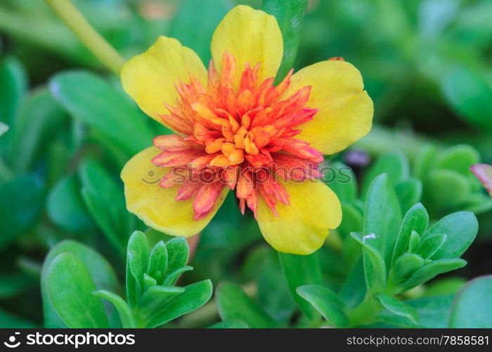 Portulaca flowers at the garden in morning