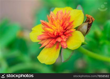 Portulaca flowers at the garden in morning