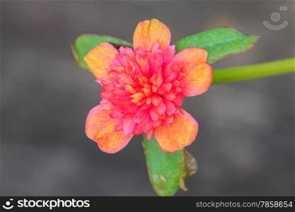 Portulaca flowers at the garden in morning