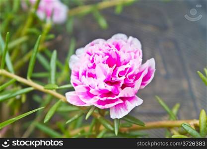Portulaca flowers, beautiful flowers commonly found in Thailand