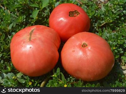 Portulaca oleracea and three tomato