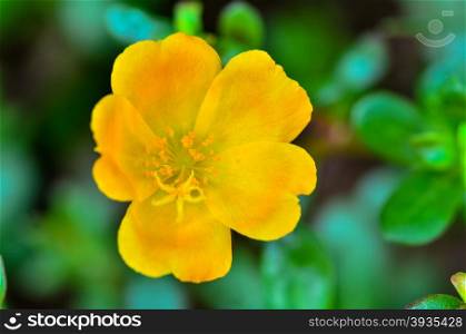 Portulaca oleracea flower