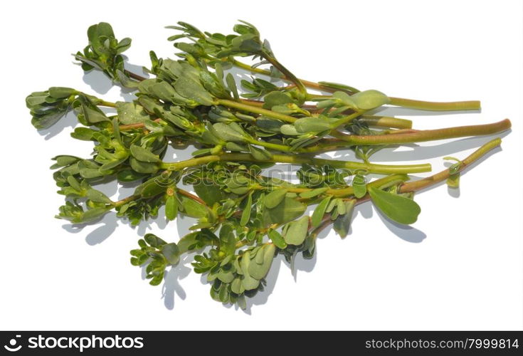 Portulaca oleracea on a white background