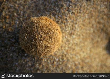 Posidonia Oceanica seaweed brown ball on beach sand