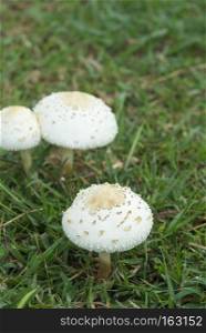 posion mushroom