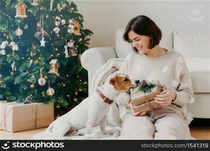 Positive brunette woman holds gift box, spends free time together with pedigree dog, pose in living room on floor with beautiful decorated Christmas tree. Winter holidays and celebration concept