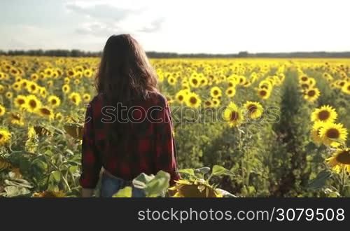 Positive smiling brunette female in stylish clothes holding sunflower in countrysidenature. Beautiful young woman enjoying freedom and happiness in sunflower field on sunny summer day. Slow motion. Steadicam stabilized shot.