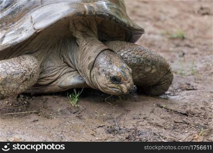 Possibly a Seychelles Giant Tortoise (Dipsochelys hololissa) extinct species