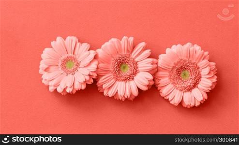 Post card with gerbera flower in a color of the year 2019 Living Coral Pantone on a same color background. The figure from the game Tetris. Minimal flower composition. Flat lay.. Creative beautiful gerbera flower pattern isolated in a trend color of the year 2019 Living Coral Pantone.