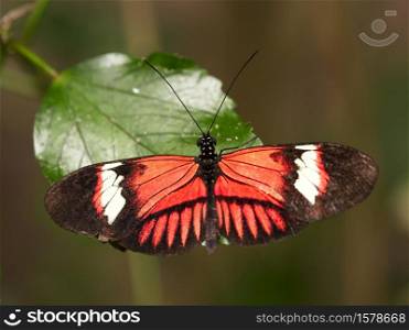 Postman butterfly (Heliconius melpomene) very variable color, in which red, black, white and orange predominate. More than 30 geographical subspecies are distinguished