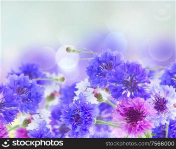 Posy of blue and pink cornflowers isolated on white background. Blue cornflowers