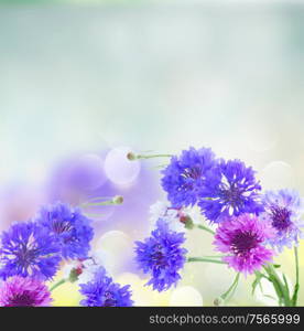 Posy of blue and pink cornflowers on blue abstract background. Blue cornflowers