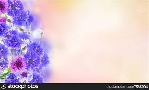 Posy of blue and pink cornflowers on pink abstract background banner. Blue cornflowers on pink