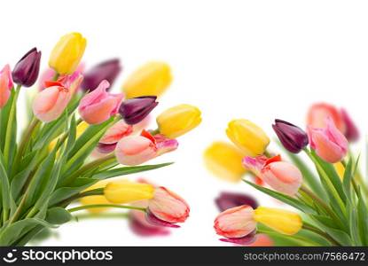 Posy of spring tulips flowers close up over white background. Posy of tulips flowers close up