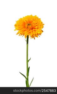 Pot marigold (Calendula officinalis)