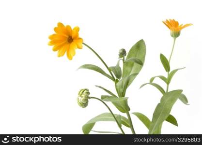Pot Marigold with orange flower on white background with space for text