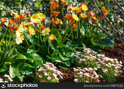 Pot Marigold yellow (Calendula officinalis) in spring time.