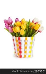 Pot of colorful tulips isolated on white