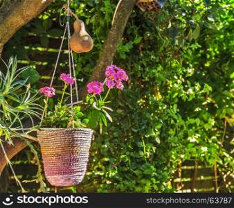 Pot of flowers suspended on the trunk of a tree