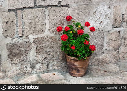 pot of geraniums on the stone wall background