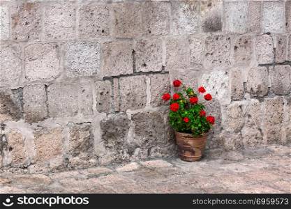 pot of geraniums on the stone wall background. pot of geraniums
