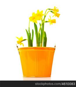 Pot of narcissus flower, fresh spring plant, Easter and Mother's day gift, vase of yellow flowers isolated over white background, gardening and home decoration, springtime nature