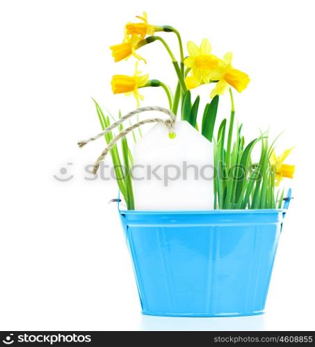 Pot of narcissus flower with blank greeting card, fresh spring plant, Easter and Mother's day gift, vase of yellow flowers isolated over white background, gardening and home decoration, springtime nature