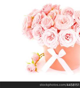 Pot of pink fresh roses, beautiful flowers isolated on white background