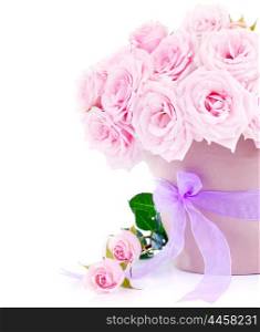 Pot of pink fresh roses, beautiful flowers isolated on white background